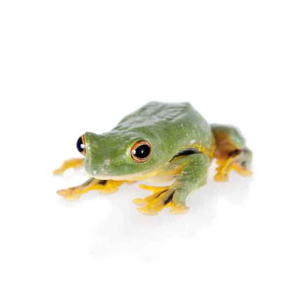 Schwarzes Netz fliegender Laubfrosch isoliert auf Weiß — Stockfoto