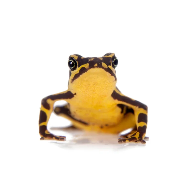 Amazzoni Arlecchino Rana, Atelopus spumarius, su bianco — Foto Stock