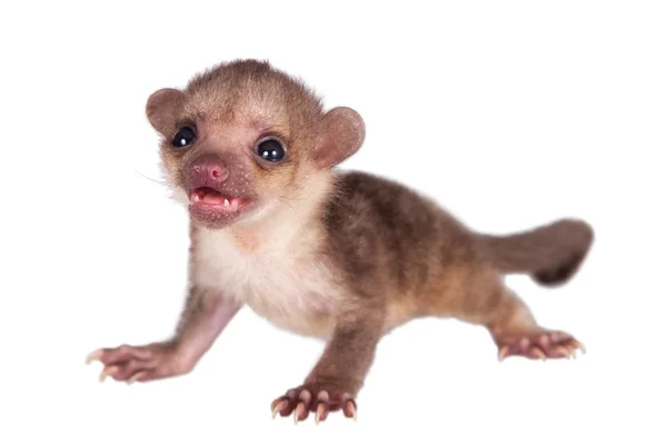 Kinkajou, Potos flavus, 2 mounth oude baby op wit — Stockfoto