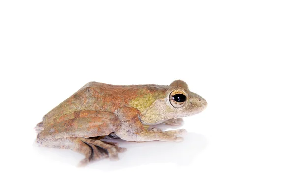 Rã-da-índia, rhacophorus execophygus, em branco — Fotografia de Stock