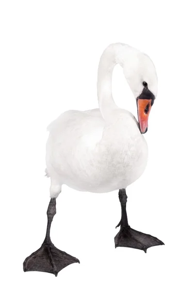 The mute swan, cygnus olor, on white — Stock Photo, Image