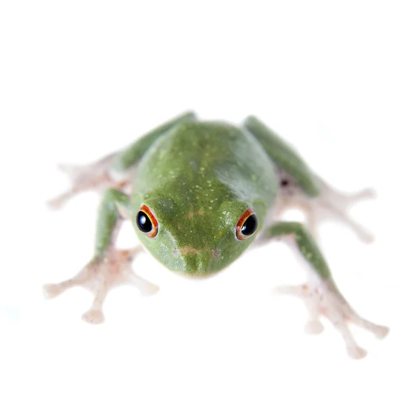 Grün zurück fliegender Laubfrosch isoliert auf weiß — Stockfoto