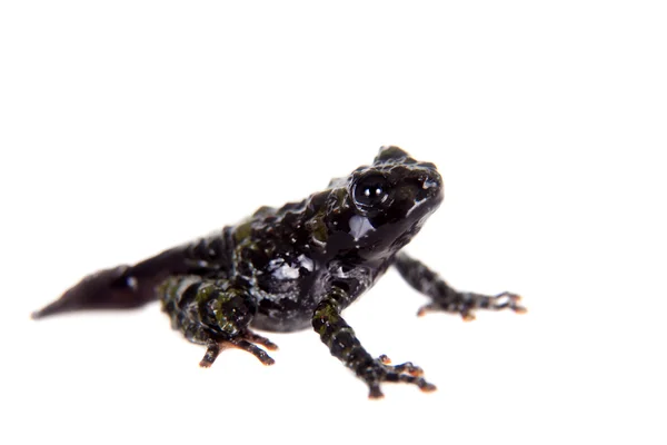 Theloderma bicolor, sällsynta djurarter groda på vit — Stockfoto