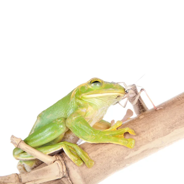 Obří Feae flying tree frog jíst kobylky na bílém pozadí — Stock fotografie