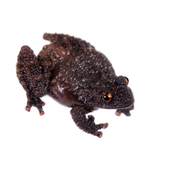 Rã musgosa terrível, Theloderma horridum, sobre branco — Fotografia de Stock