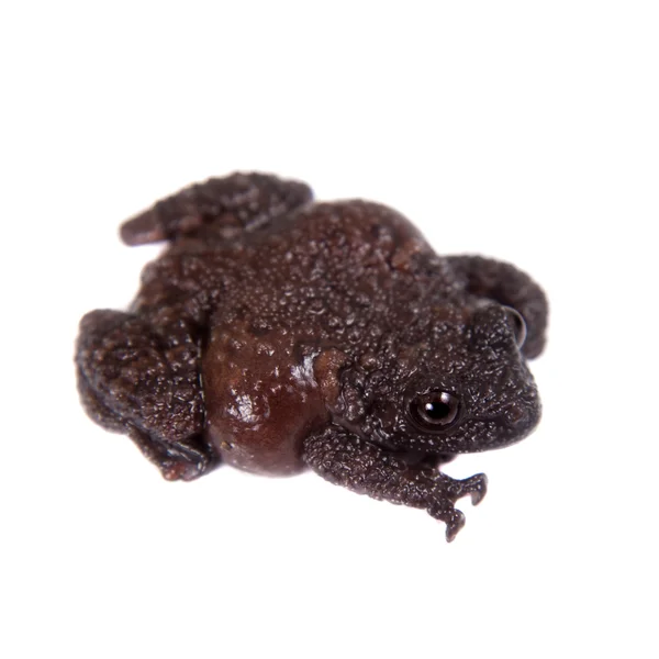 Star mossy frog, Theloderma stellatum, on white — Stock Photo, Image