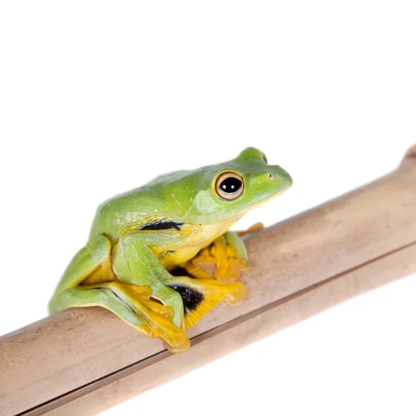 Grenouille arborescente à sangle noire isolée sur blanc — Photo