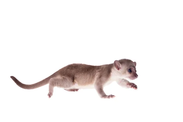 Kinkajou, Potos flavus, bebé de 3 meses en blanco — Foto de Stock