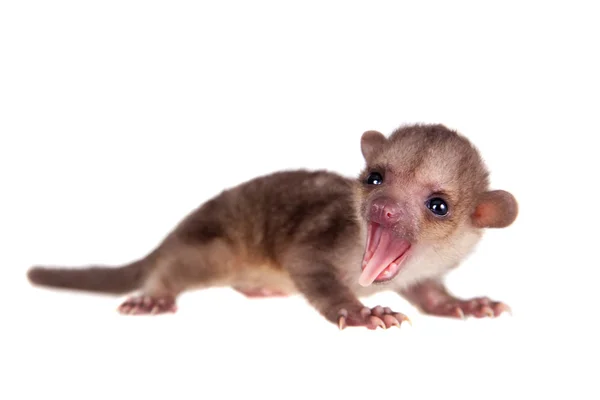 Kinkajou, Potos flavus, bebé de 2 meses en blanco —  Fotos de Stock