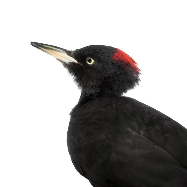 Pica-pau preto, Dryocopus martius, sobre branco — Fotografia de Stock