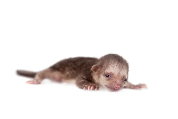 Kinkajou, Potos flavus, 1 bebé de montura sobre blanco — Foto de Stock