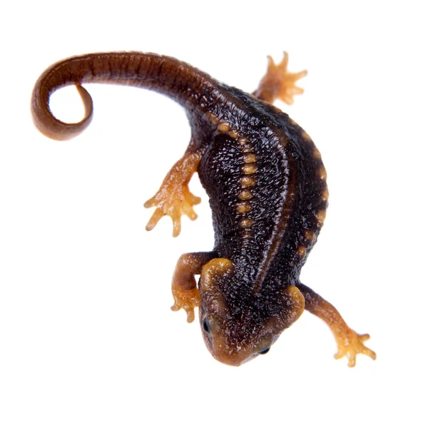 Himalaya newt geïsoleerd op wit — Stockfoto