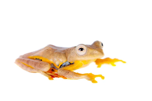 Two-dotted flying tree frog, Rhacophorus rhodopus, on white — Stock Photo, Image