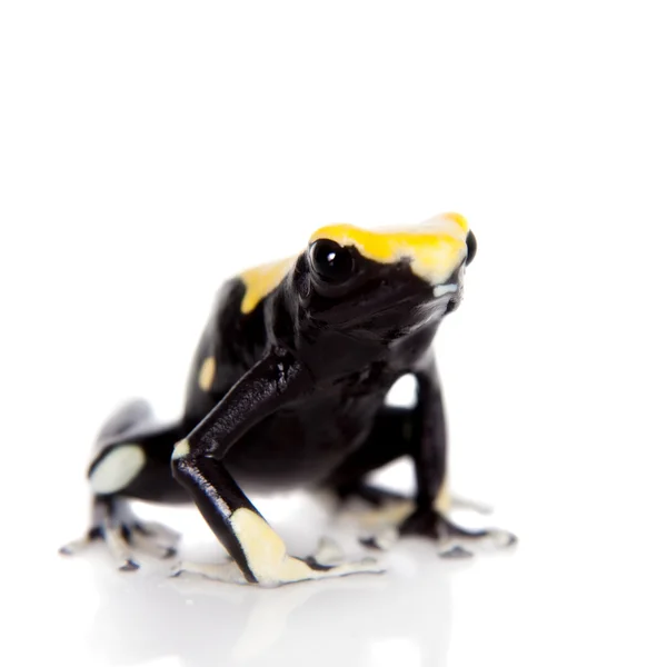 Yellow back dyeing poison dart frog, Dendrobates tinctorius, on white — Stock Photo, Image