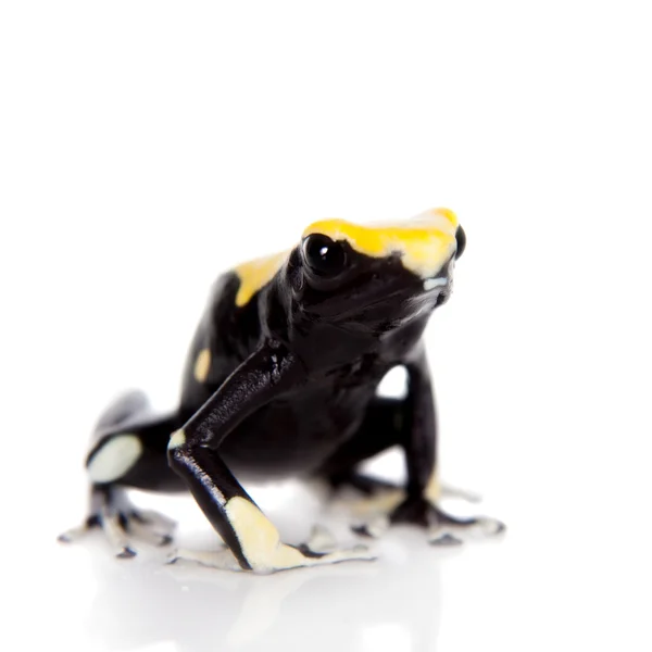 黄背染色箭毒蛙，Dendrobates 红花，白色 — 图库照片