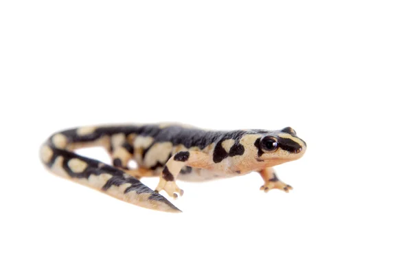 Kaisers fläckig newt isolerad på vit — Stockfoto