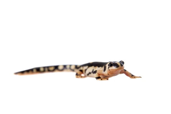 Kaisers spotted newt isolated on white — Stock Photo, Image