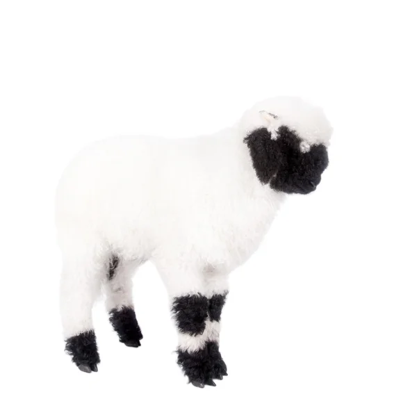 Valais lamb On White — Stock Photo, Image