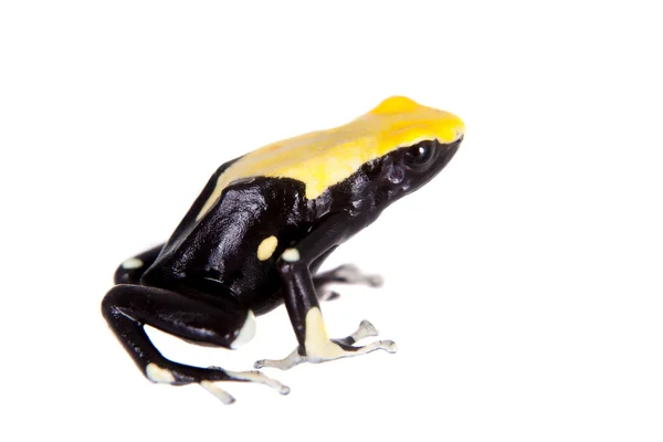 Gelbe Rückenfärbung Pfeilgiftfrosch, dendrobates tinctorius, auf weiß — Stockfoto