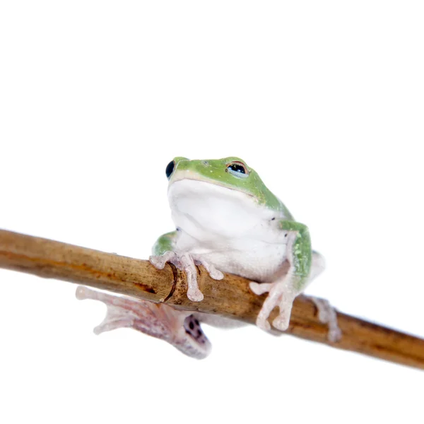 Zelená žába izolovaných na bílém létat — Stock fotografie