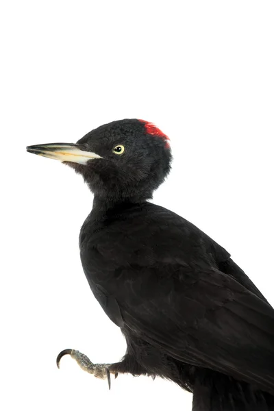 Datel černý Dryocopus martius, na bílém pozadí — Stock fotografie
