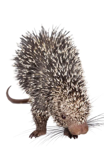 Porcupine brésilienne, Coendou prehensilis, sur blanc — Photo