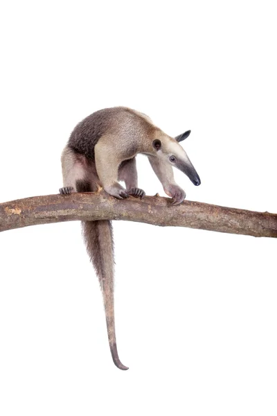 Anteater de cuello, Tamandua tetradactyla en blanco —  Fotos de Stock