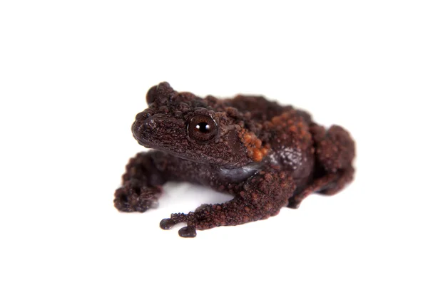 Gordons mossy frog, Theloderma gordoni, на белом — стоковое фото