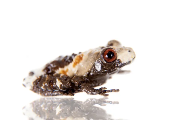 Asiatiska fågel bajs groda, Theloderma asperum, på vitt — Stockfoto