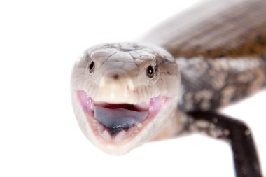Doğu mavi dilli skink beyaz