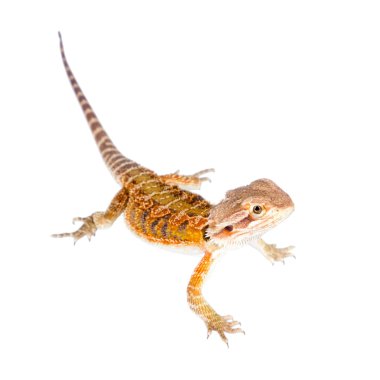 Kırmızı sakallı Ejder, beyaz Pogona vitticeps