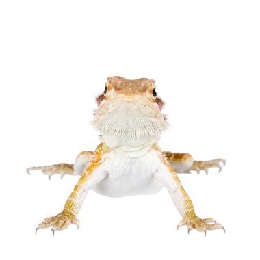 Kırmızı sakallı Ejder, beyaz Pogona vitticeps