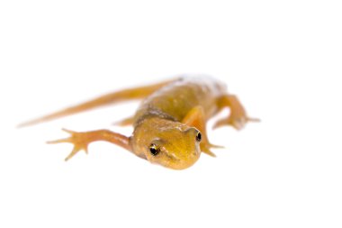 Pürüzsüz veya ortak newt, Lissotriton vulgaris, beyaz