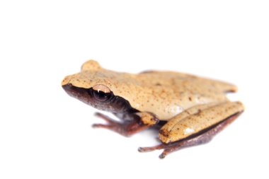 Beyaz geri yosunlu kurbağa, beyaz üzerine Theloderma laevis