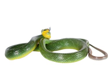 Beyaz zemin üzerine kırmızı kuyruklu yeşil Ratsnake