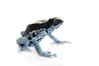 Awarape boyama zehirli ok kurbağası, Dendrobates tinctorius, beyaz