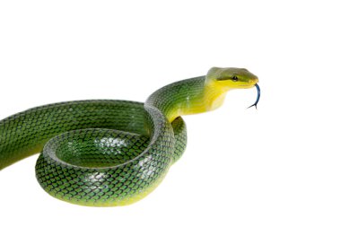 Beyaz zemin üzerine kırmızı kuyruklu yeşil Ratsnake