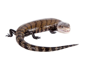 Doğu mavi dilli skink beyaz