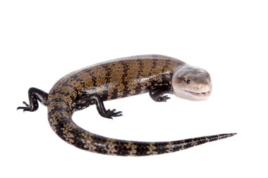Eastern Blue-tongued Skink on white clipart