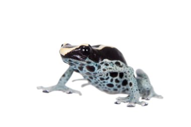 Awarape boyama zehirli ok kurbağası, Dendrobates tinctorius, beyaz