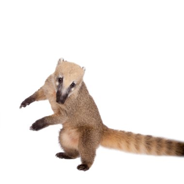 Güney Amerika coati, Nasua nasua, bebek beyaz doğum