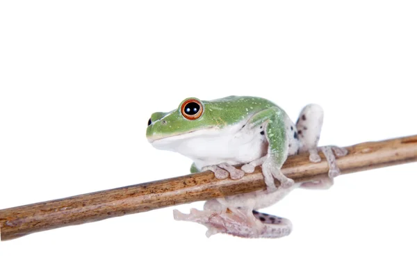 La grenouille poison bourdon sur blanc — Photo