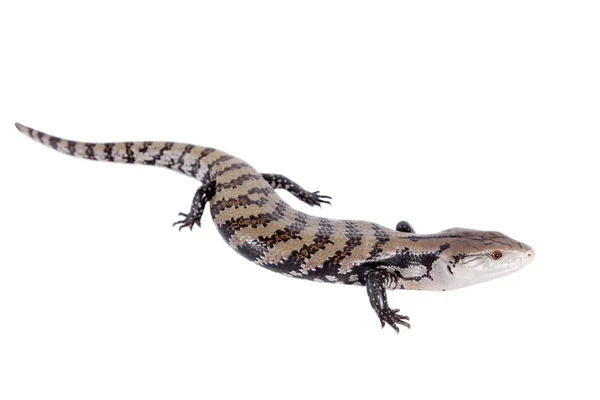 Indonesian Blue-tongued Skink on white — Stock Photo, Image