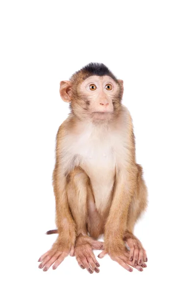 Macaco dalla coda di maiale giovanile, Macaca nemestrina, su bianco — Foto Stock