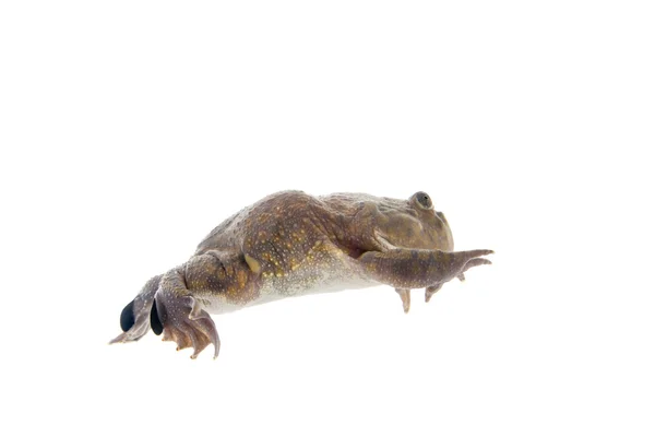 Les Budgetts ou grenouille hippopotame, Lepidobatrachus laevis, sur blanc — Photo
