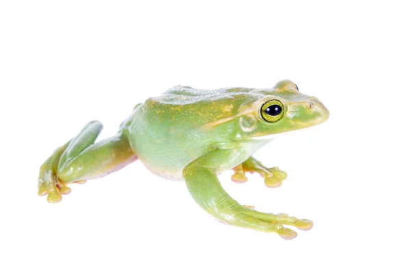 Giant Feae flying tree frog isolated on white — Stock Photo, Image