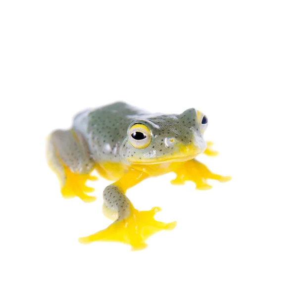 フライング ツリー frogling 白で隔離マラバル — ストック写真