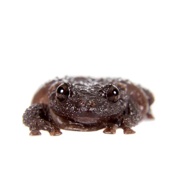 Rana musgosa estrella, Theloderma stellatum, sobre blanco —  Fotos de Stock