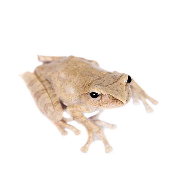 Hoanglien φέρουν βάτραχος που απομονώνονται σε λευκό — Φωτογραφία Αρχείου