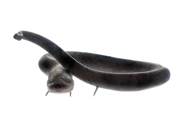 Dvou poslouchal amphiuma, amphiuma prostředky, na bílém pozadí — Stock fotografie